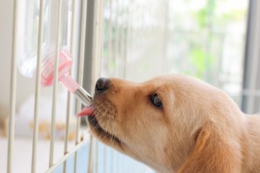 犬の留守番はケージ必須！外出中も安心安全な飼育環境の作り方