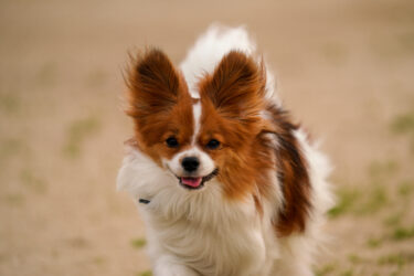 犬の撮影 カメラで犬を可愛く写す撮り方と条件について 共働きでdogs