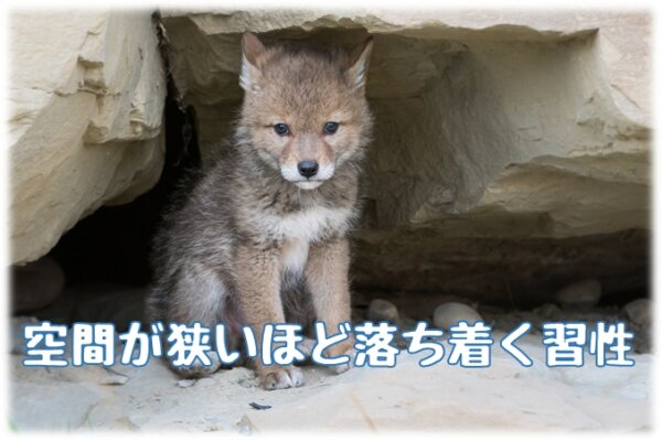 共働きの家庭で犬を飼うボーダーライン 多忙な日々で犬を飼育する知識とコツ 共働きでdogs 愛犬の飼育と仕事と生活の両立アイデア情報局