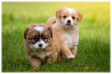 共働きでも子犬をお迎えして大丈夫なの？