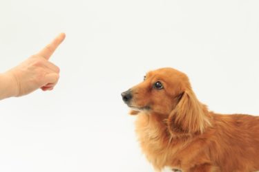 犬を飼ったら必須！後悔しないために教える最低限のしつけ７選
