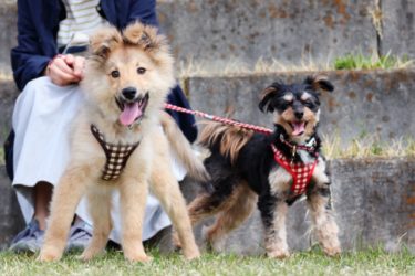 多頭飼いの散歩のコツと注意点！複数の犬をお散歩させる苦労を軽減する知識