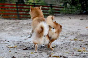 先住犬と二匹目の相性問題【お迎え前の判断基準とお迎え後の対策】