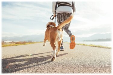 犬の散歩はメリハリが大切！ＯＮ／ＯＦＦ切り替えで安全かつ満足感の高いお散歩方法