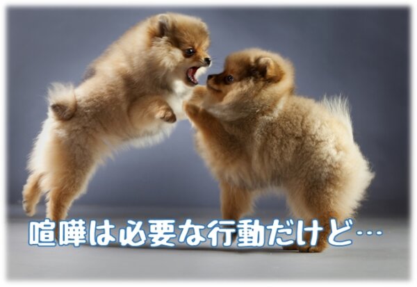 犬の多頭飼いで性別に迷ったら女の子がおすすめ オス メスの性質と組み合わせの相性 共働きでdogs