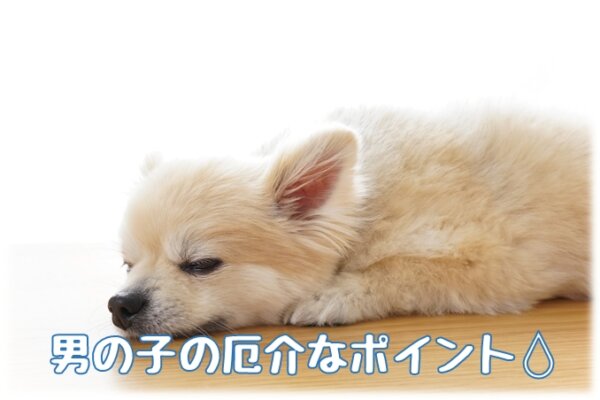 犬の多頭飼いで性別に迷ったら女の子がおすすめ オス メスの性質と組み合わせの相性 共働きでdogs