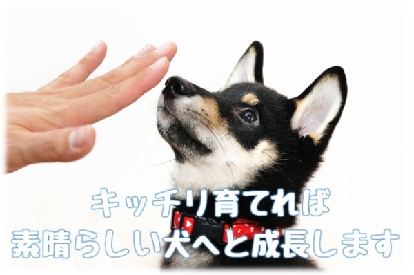 柴犬を共働きで飼うなら必須 クリアすべき５つの飼育条件 共働きでdogs