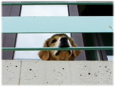 集合住宅で犬を飼うなら配慮は必須！ご近所トラブルを抑える飼育の心得