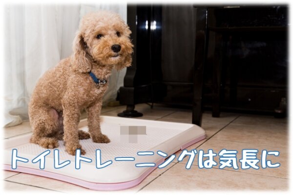 犬を飼ったら必須 後悔しないために教える最低限のしつけ７選 共働きでdogs 愛犬の飼育と仕事と生活の両立アイデア情報局
