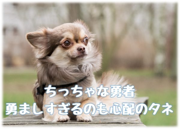 共働きで犬を飼うなら要チェック 人気だけど飼いにくい犬種１１選 共働きでdogs 愛犬の飼育と仕事と生活の両立アイデア情報局