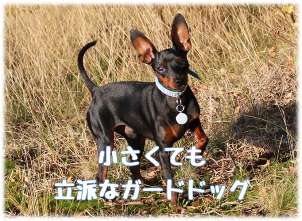 共働きで犬を飼うなら要チェック 人気だけど飼いにくい犬種１１選 共働きでdogs 愛犬の飼育と仕事と生活の両立アイデア情報局