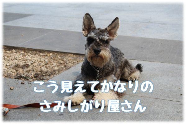 共働きで犬を飼うなら要チェック 人気だけど飼いにくい犬種１１選 共働きでdogs 愛犬の飼育と仕事と生活の両立アイデア情報局