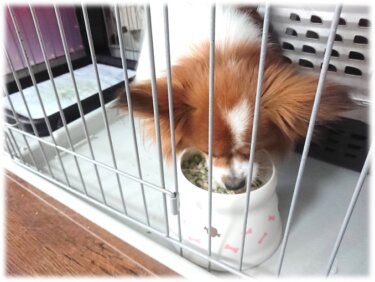 料理初心者の犬ご飯手作りチャレンジ奮戦記 ～その１～