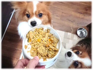 ペトコトフーズの食いつきを２匹の犬で検証した私の評価【画像＆動画付き】