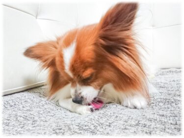 犬がずっとペロペロしてるのは癖や習慣じゃない ２つの理由と私の体験談 共働きでdogs