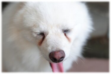 犬の気になる状態の大半はこれが元凶！思い当たるなら犬ご飯を見直そう